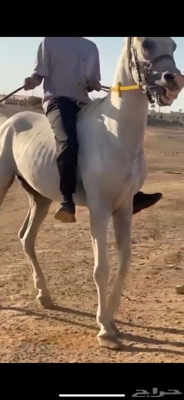 خيل للبيع عمره سبع سنين وطوله سبع ونص وسليم ع الشرط السوم 0