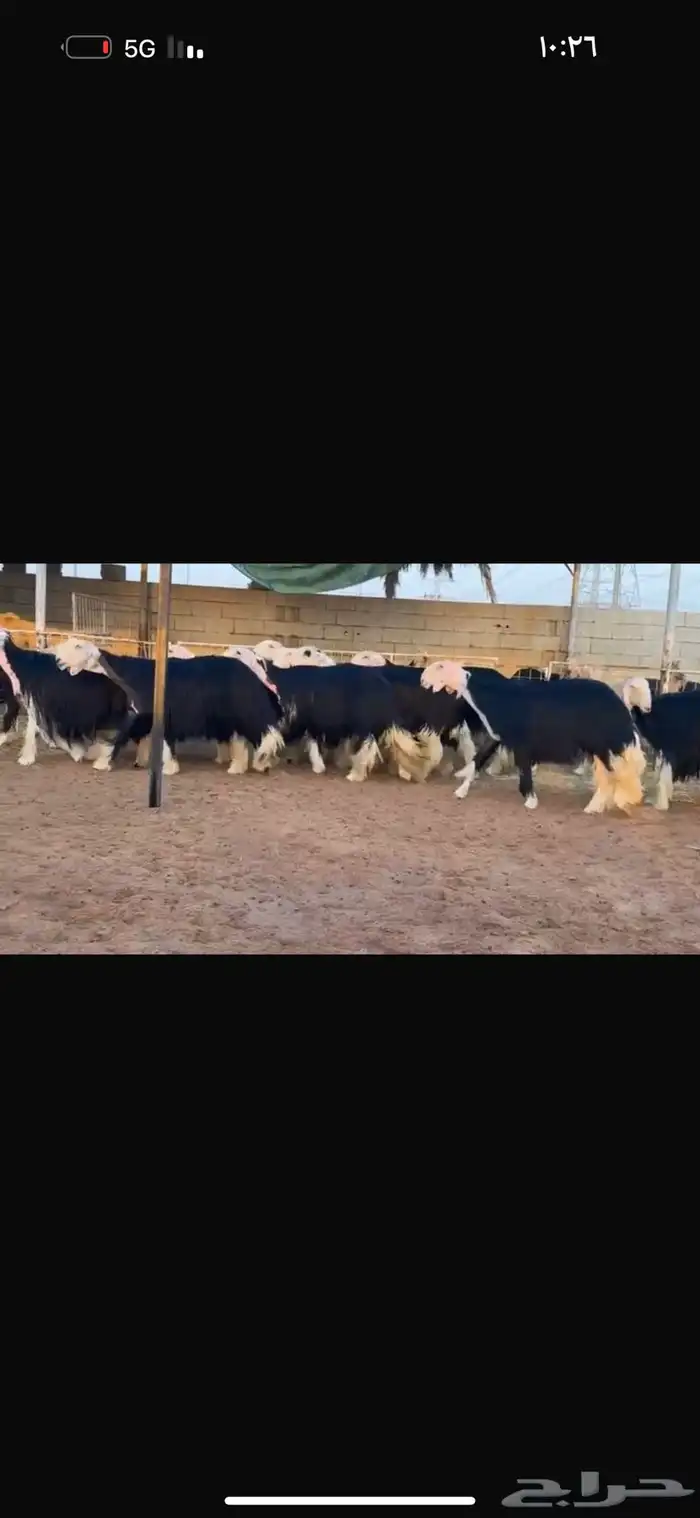 نجد فواخر ثنوات وربعيات 2