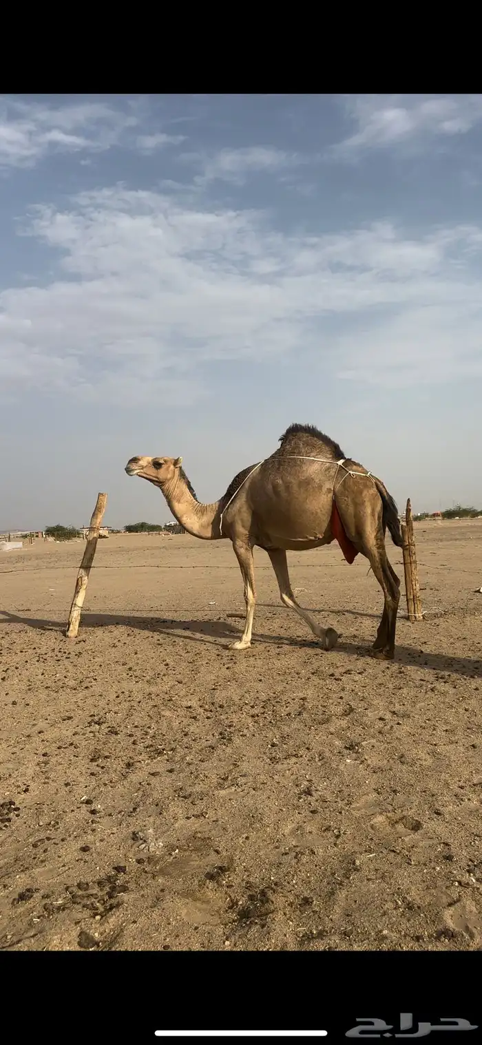 خلفه منيحه حلابه رقم واحد 4