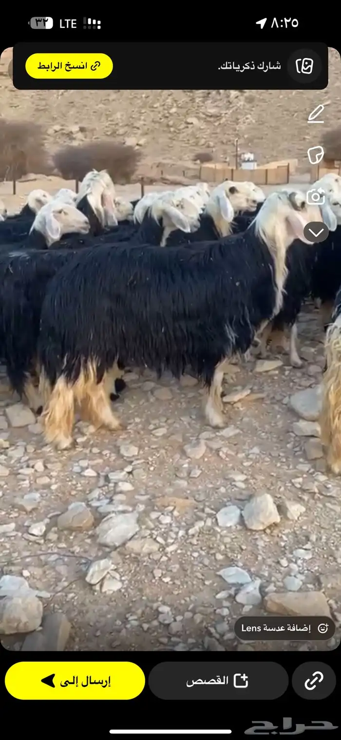 نجد صنف طيبه مراح واحد 11