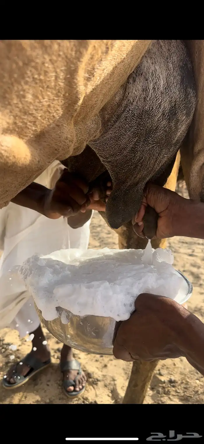 خلفه منيحه حلابه رقم واحد 0