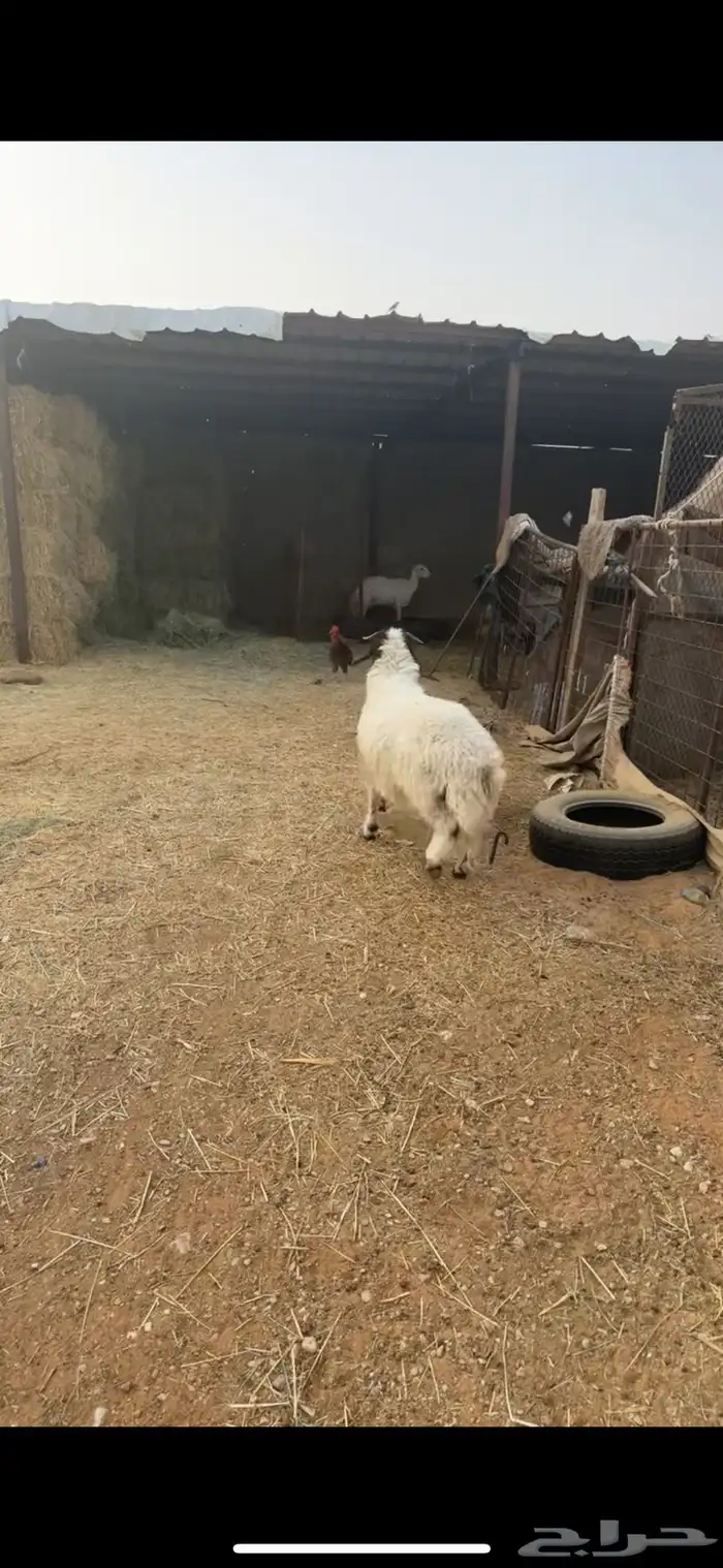 طلي نعيمي للبيع 1