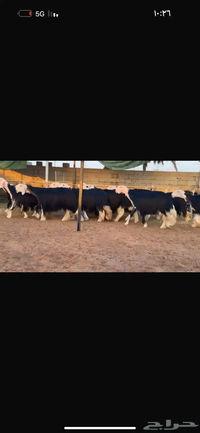 نجد فواخر ثنوات وربعيات 1
