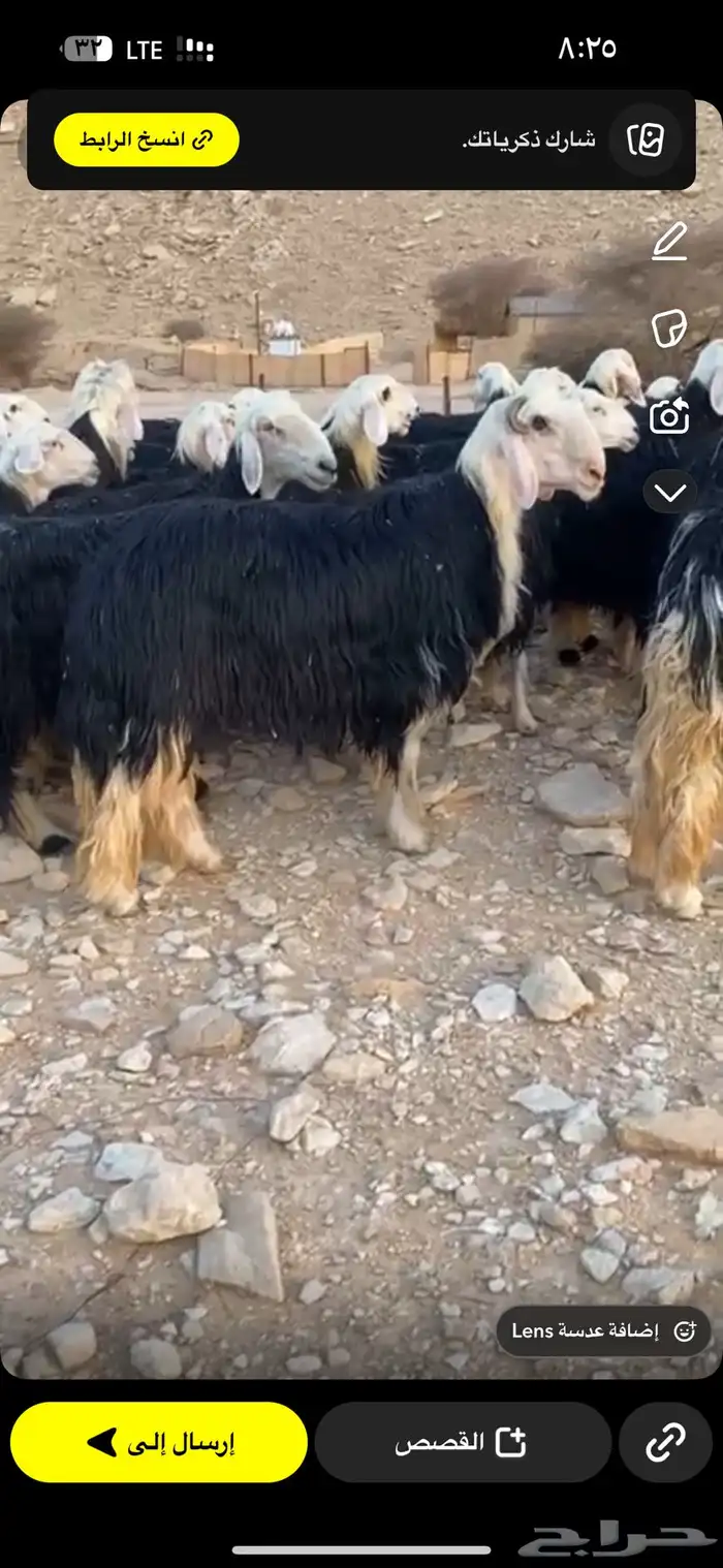 نجد صنف طيبه مراح واحد 14