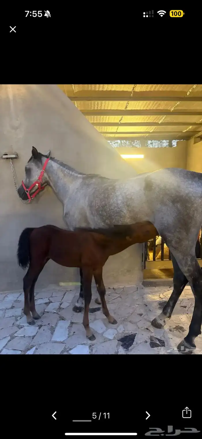 خيل شعبي مع المهره 6