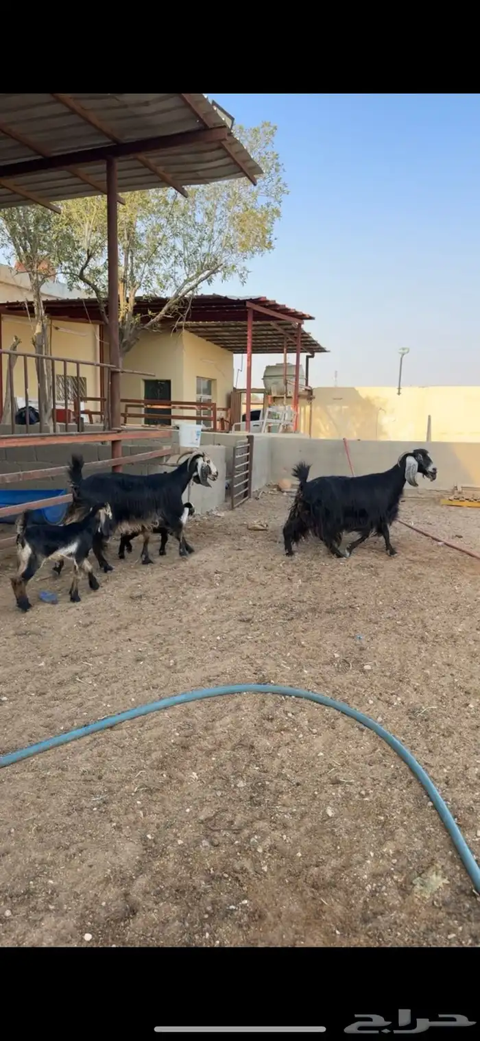 معزا عوارض مطافيل طيبات للبيع 4