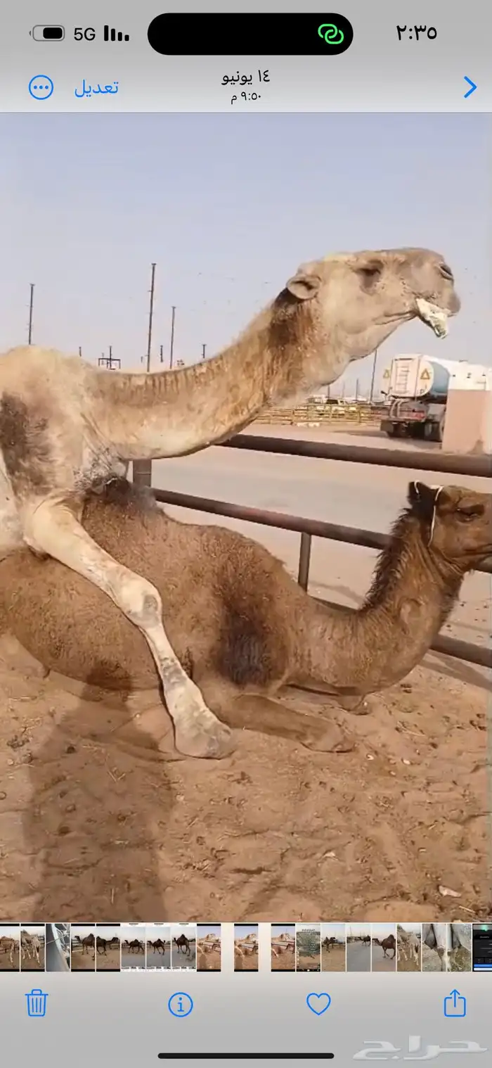 لقحه صفرا طيبه 2