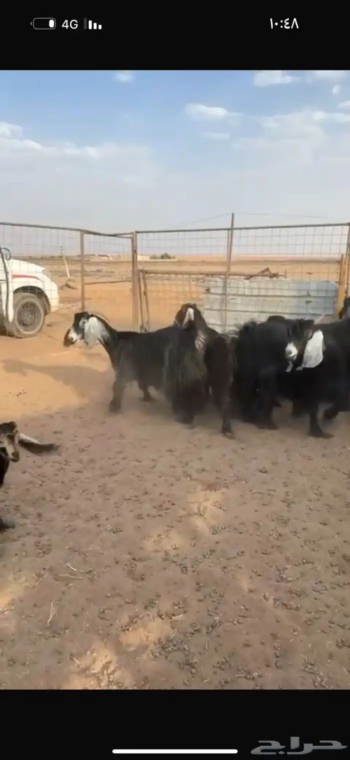 معزاء مراح شرط 2