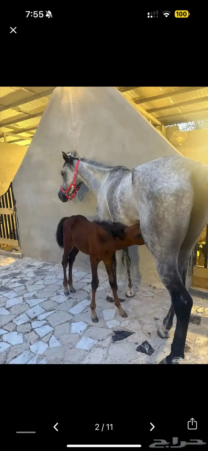 خيل شعبي مع المهره 9