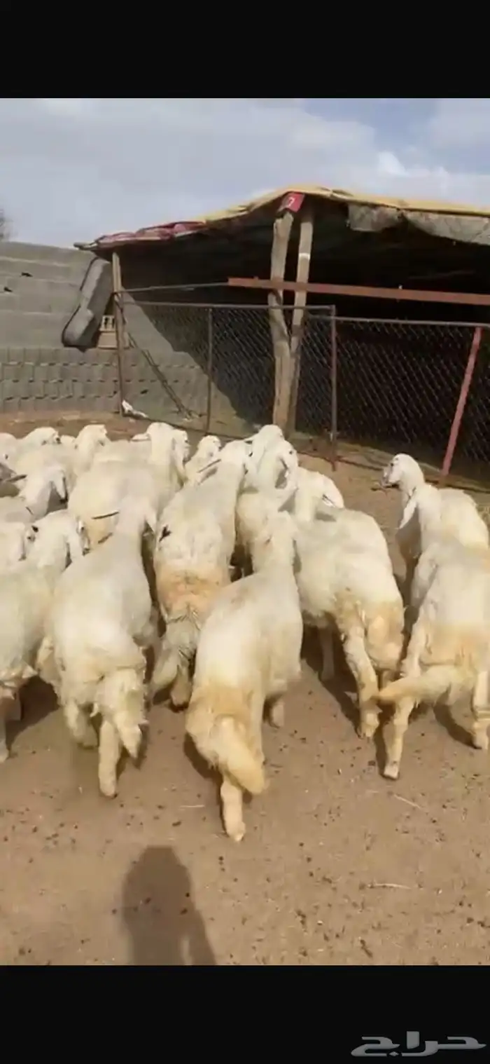 45 من البهم 35 خروووف والباقي رخال 0