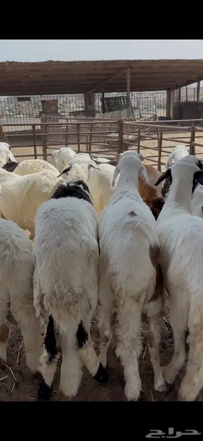 سواكن مرابي في مزارعنا جذعان index