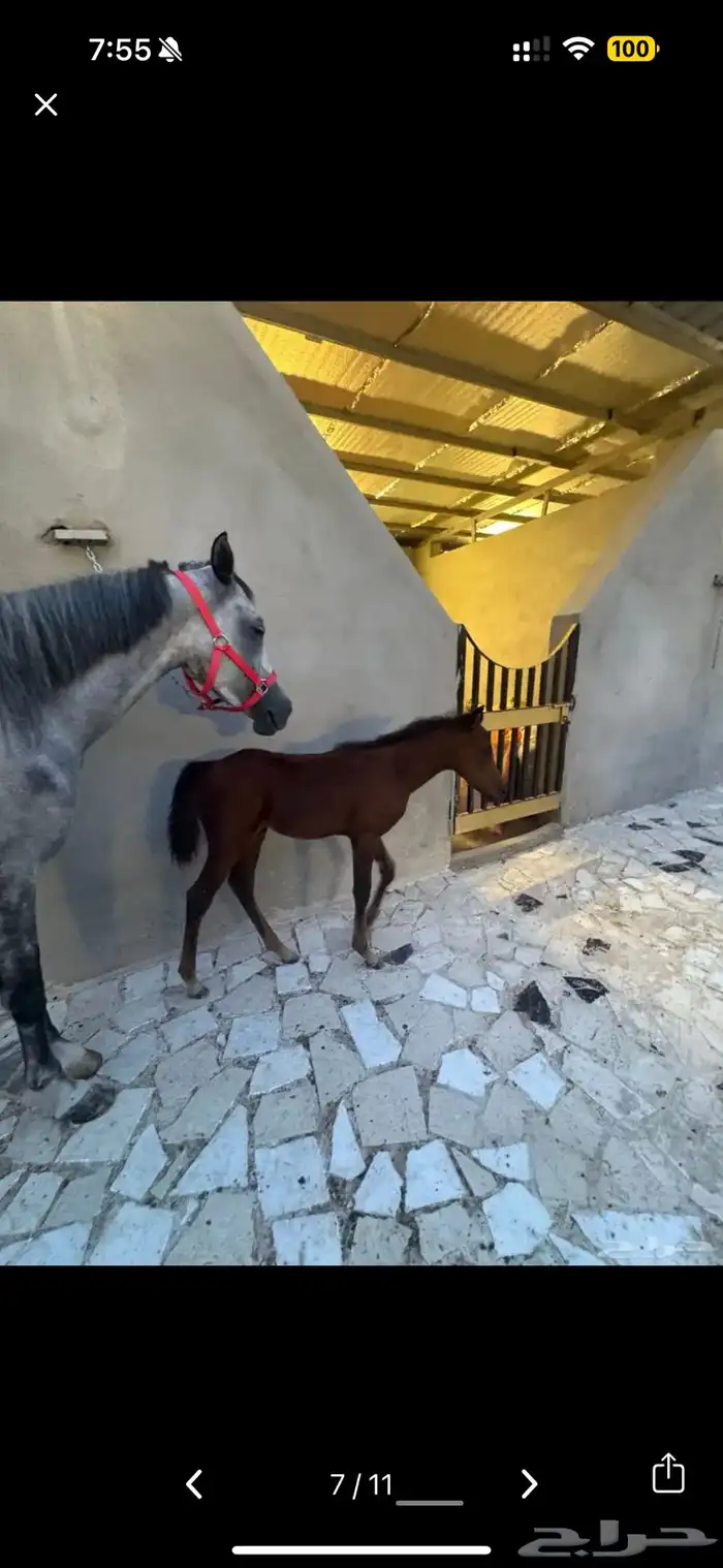 خيل شعبي مع المهره 2
