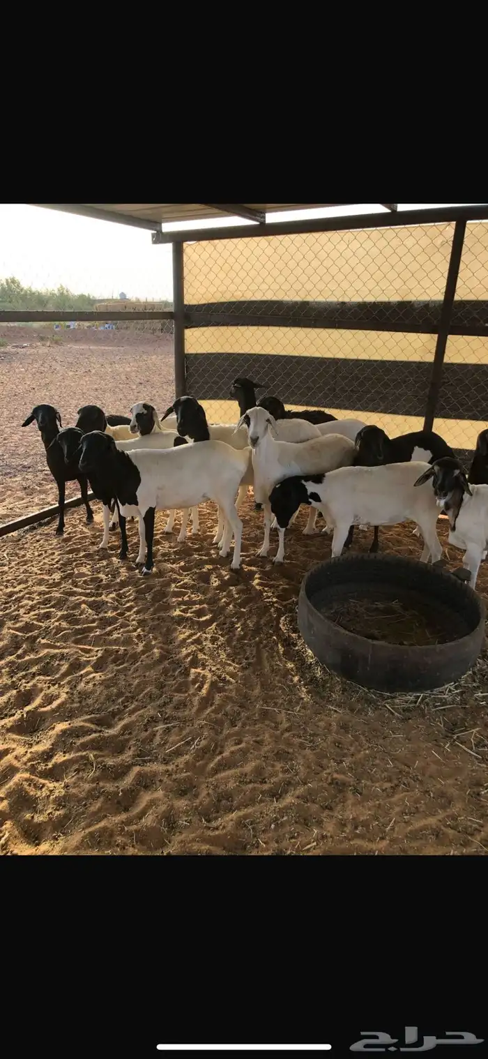 غنم برابر 0