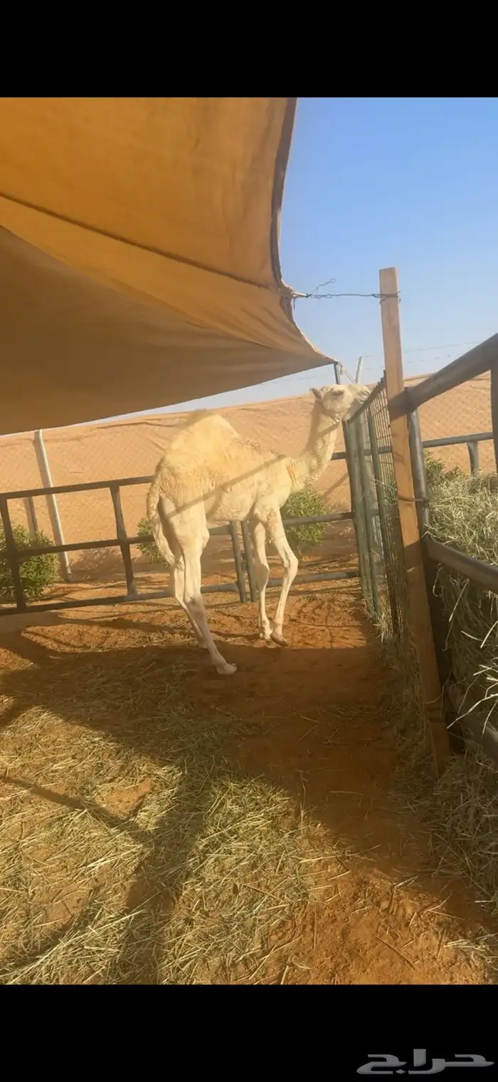 عشرا طيبه تحتها قعود 0