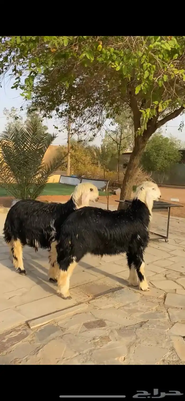 طليان نجد 0