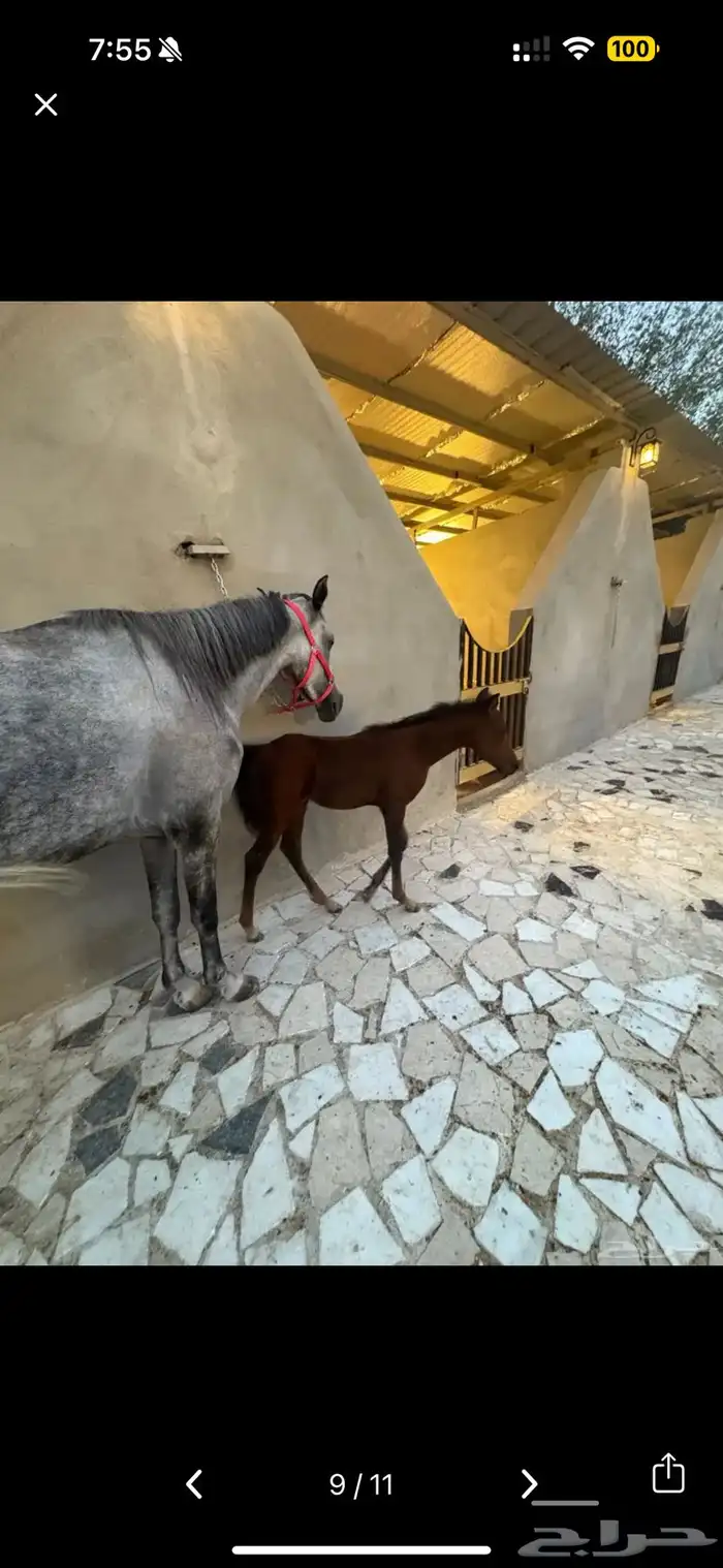 خيل شعبي مع المهره 4
