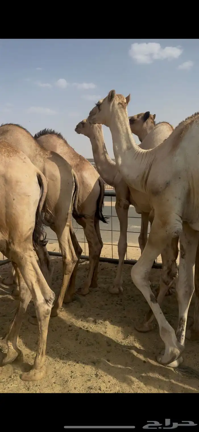 قعدان للبيع 0