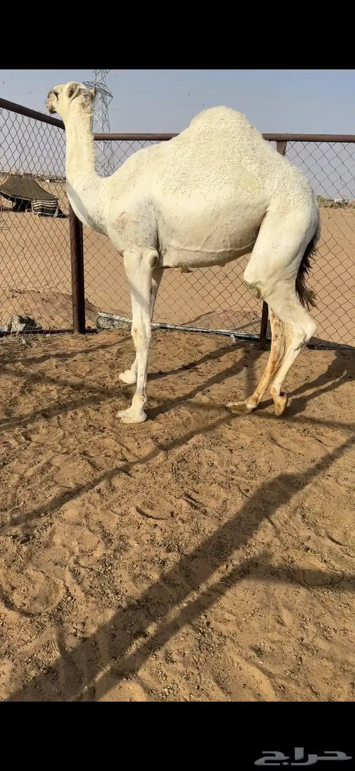 قعود فل الفل للبيع رقم الجوال 0