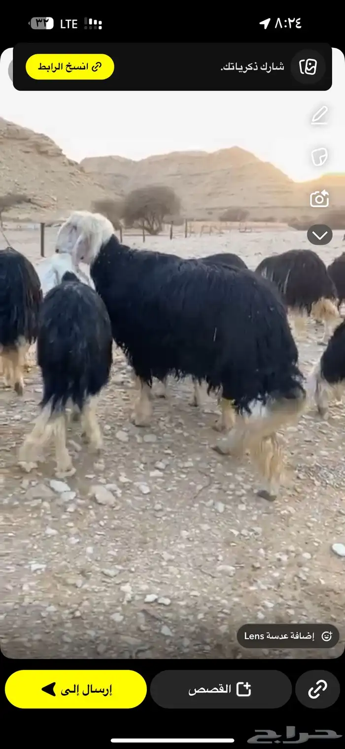 نجد صنف طيبه مراح واحد 19