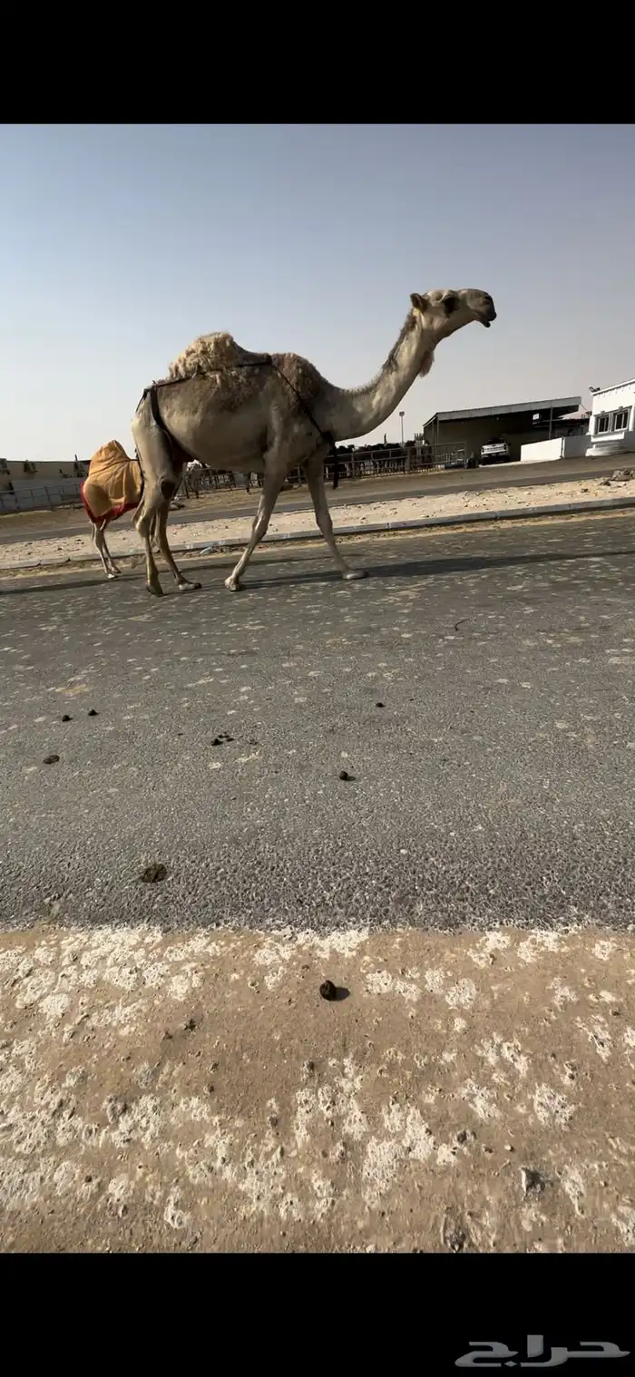 للبيع بكر شقحاء تحتها بكره 3