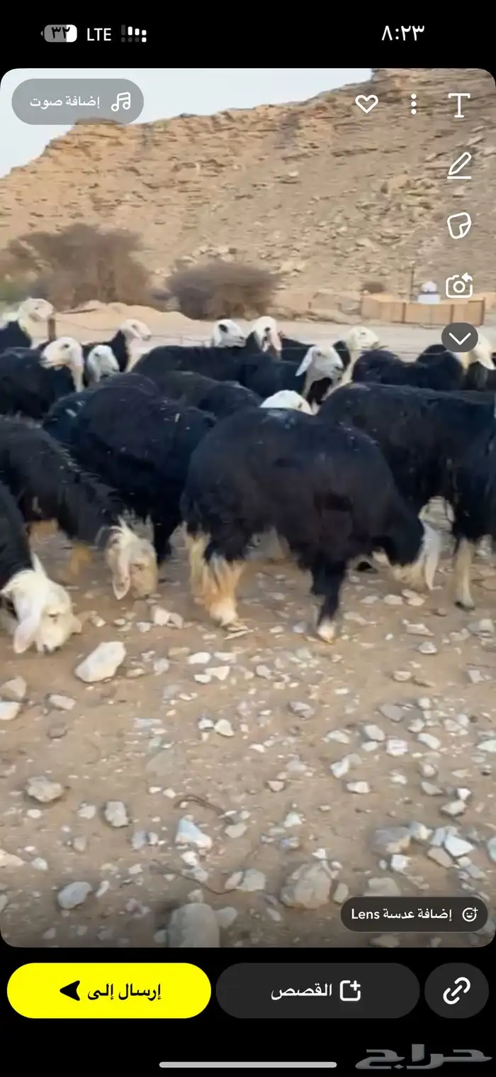 نجد صنف طيبه مراح واحد 29