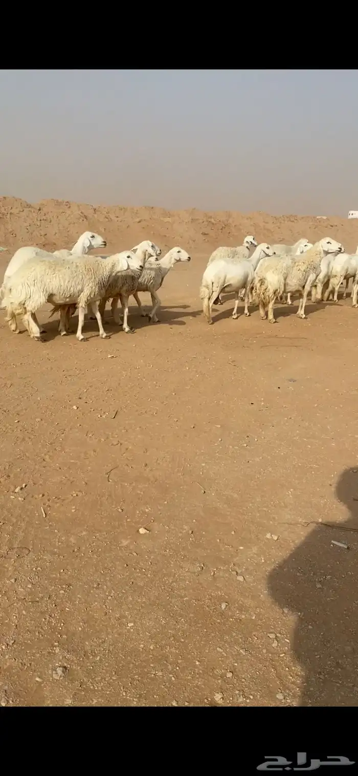 غنم حريات صنف 9