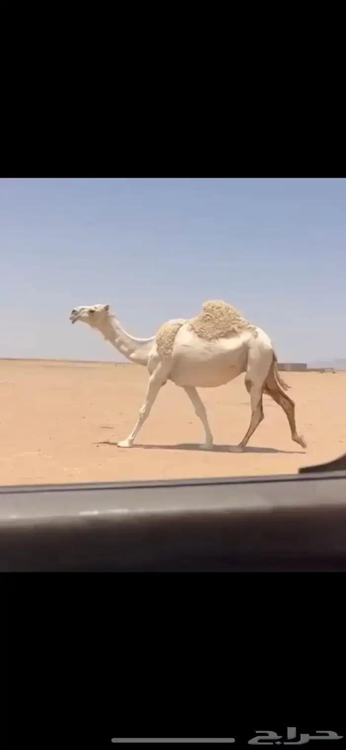 لقحه وضحاء كفو 0