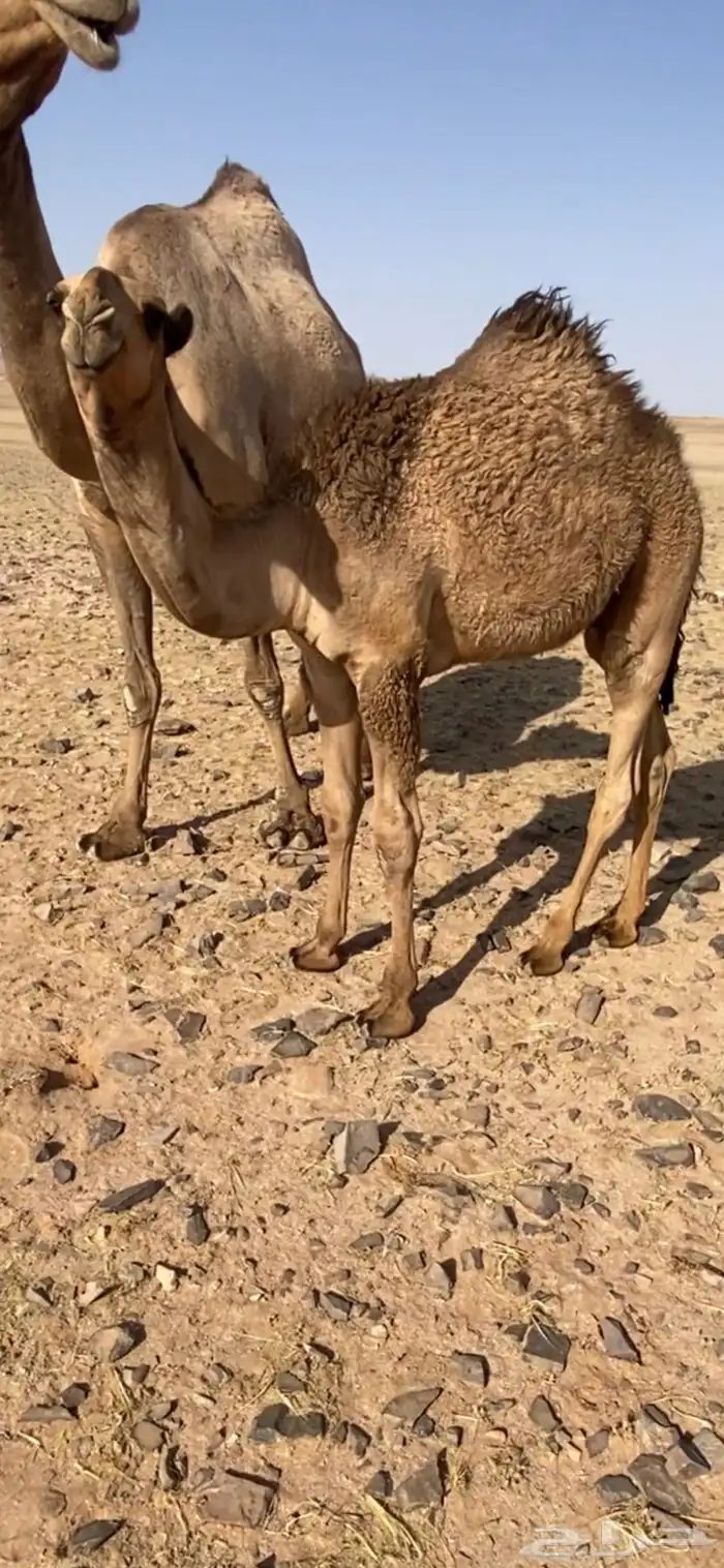 قعود اصفر كفو ساس عقابي وساسه امه عونيه 1