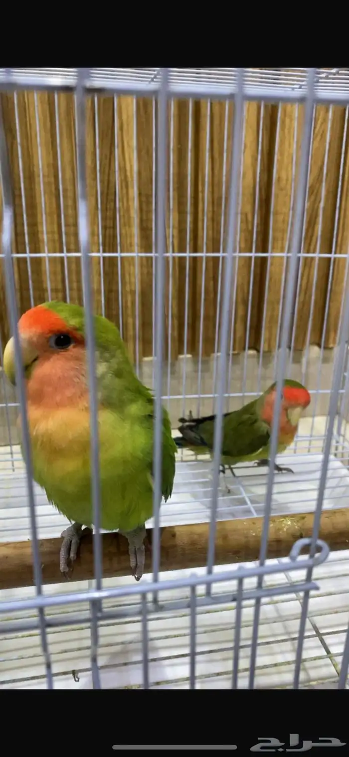 روز 3