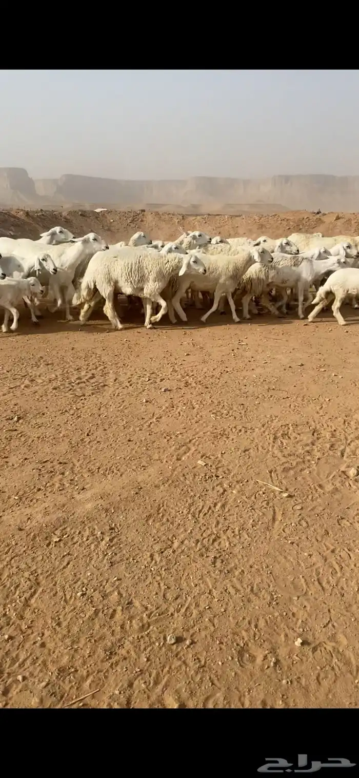 غنم حريات صنف 6