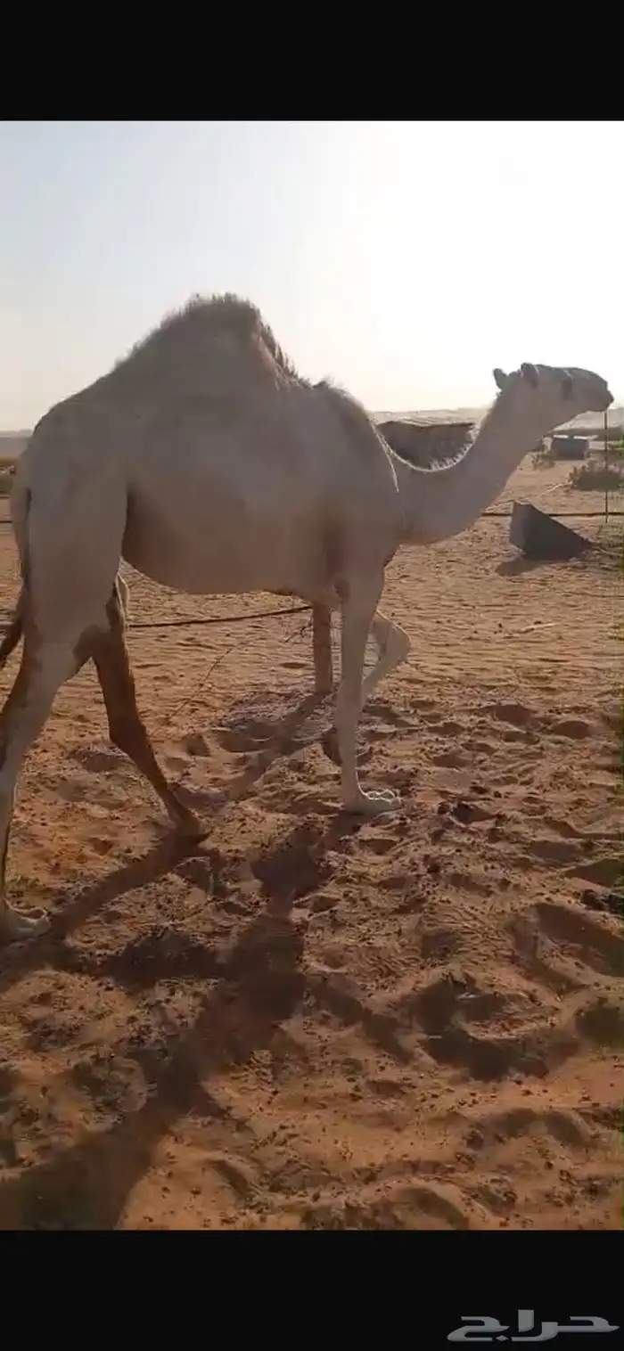بكره للبيع 1