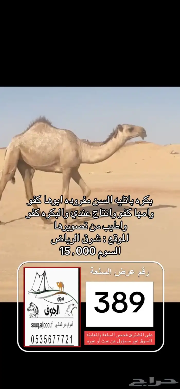 ادخل هنا 17 عرض نخبة الابل سوق الجوف 13