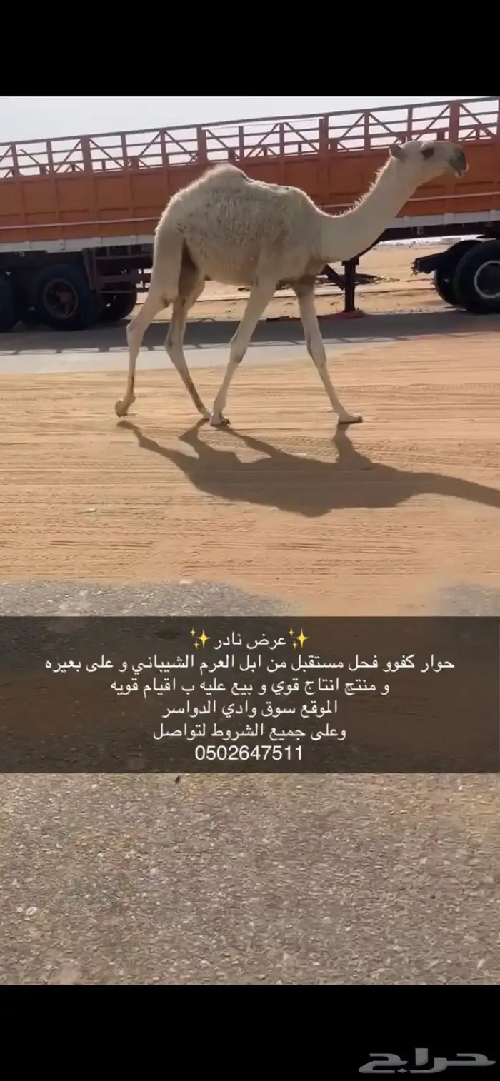 حوار كفوو جدا فحل مستقبل من ابل العرم الشيباني وعلى بعيره 1