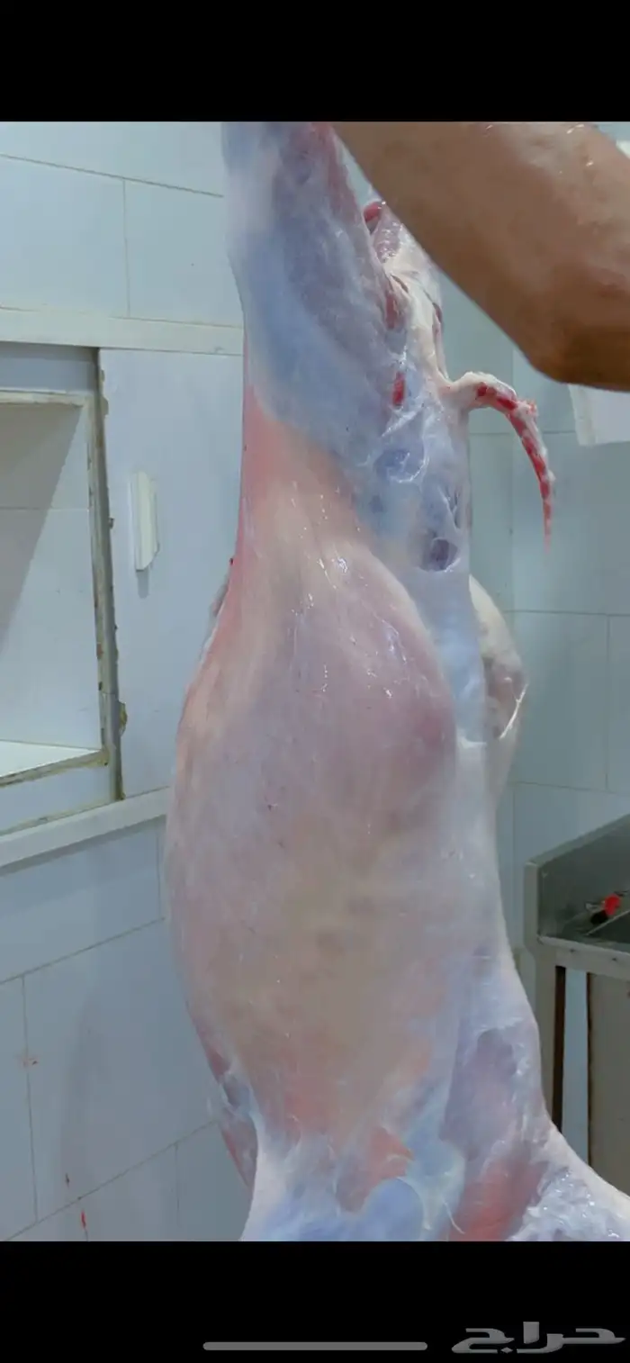 ذبائح ابو ترف نشرط النظافه 2