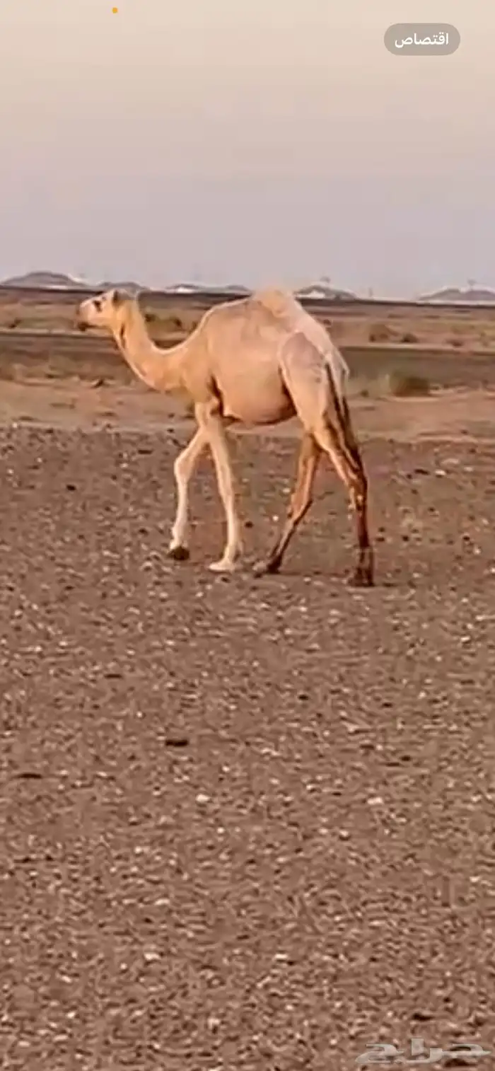 عفيف المعتاديه 1