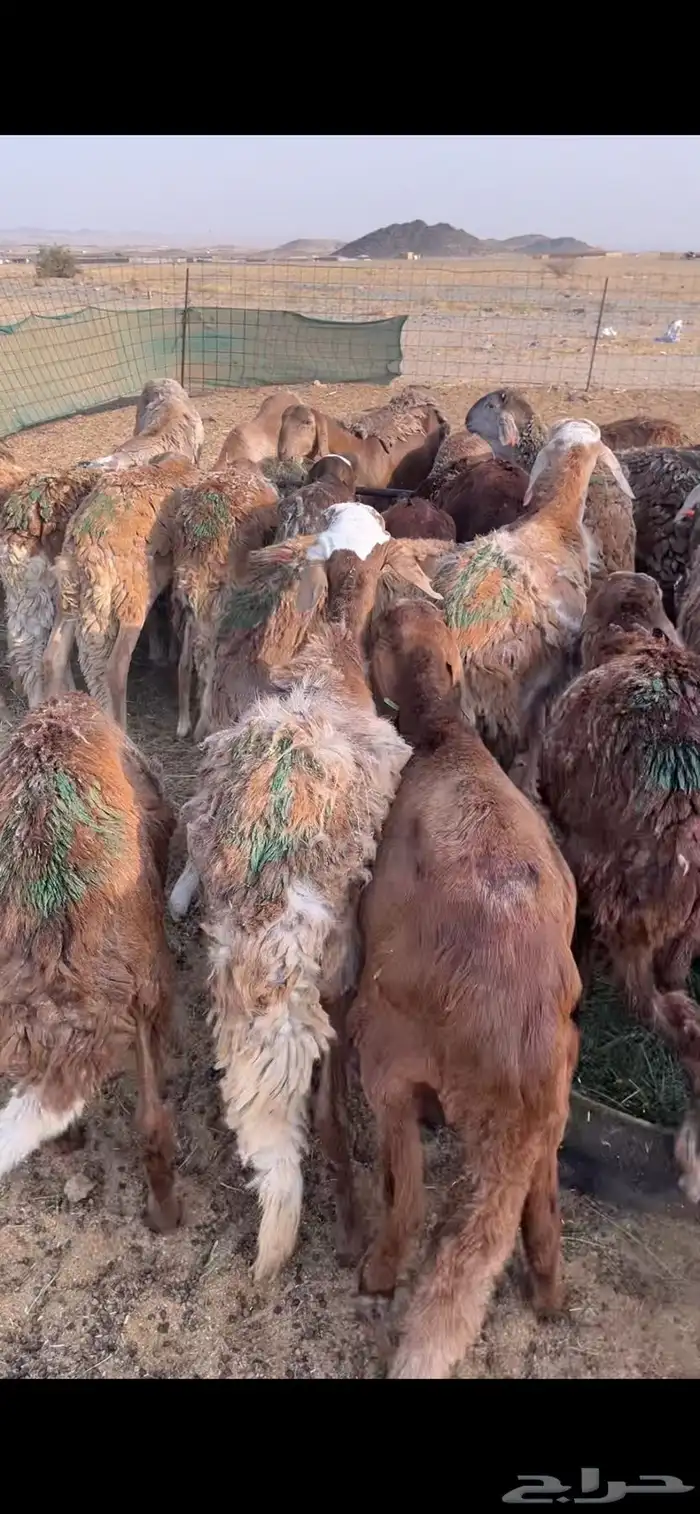 سواكني تربيه 0