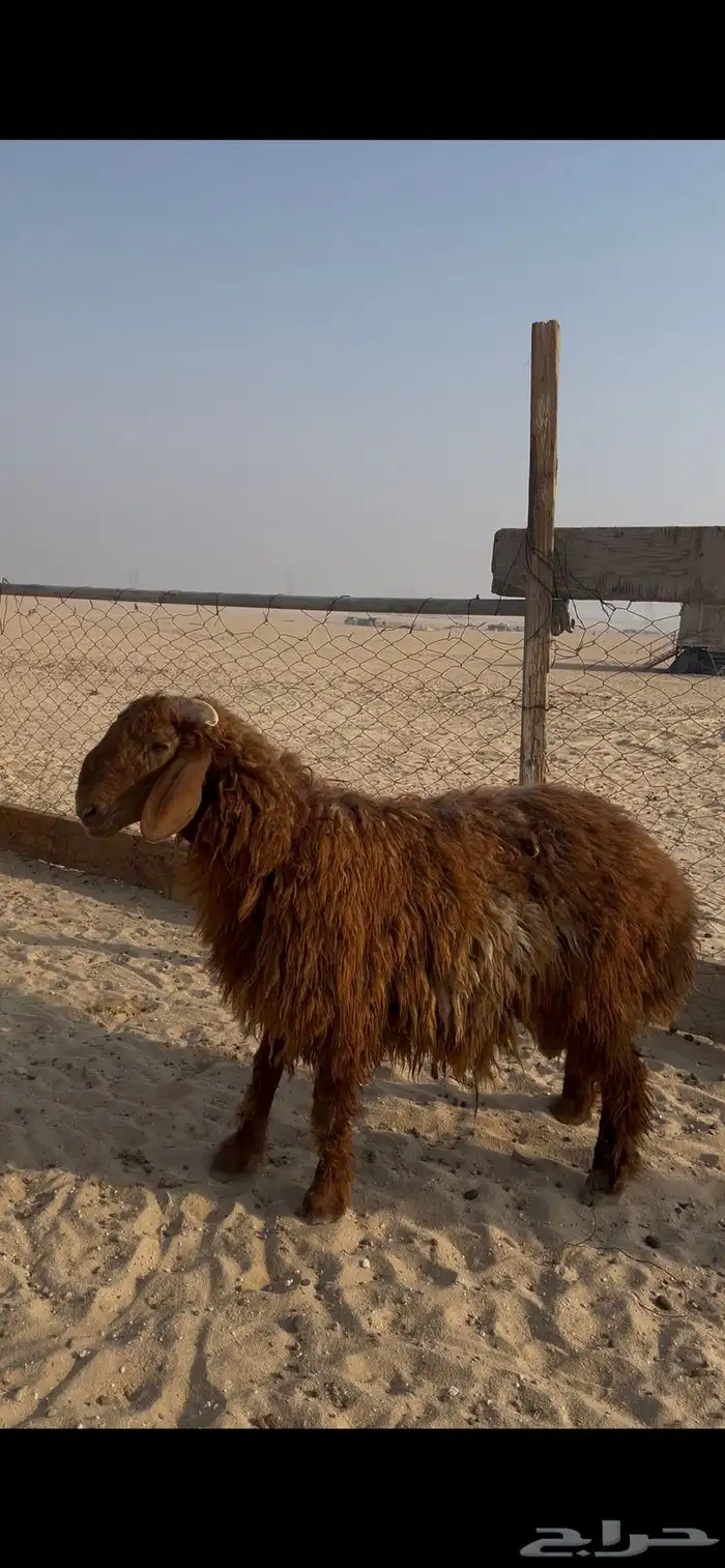 تم البيع 2
