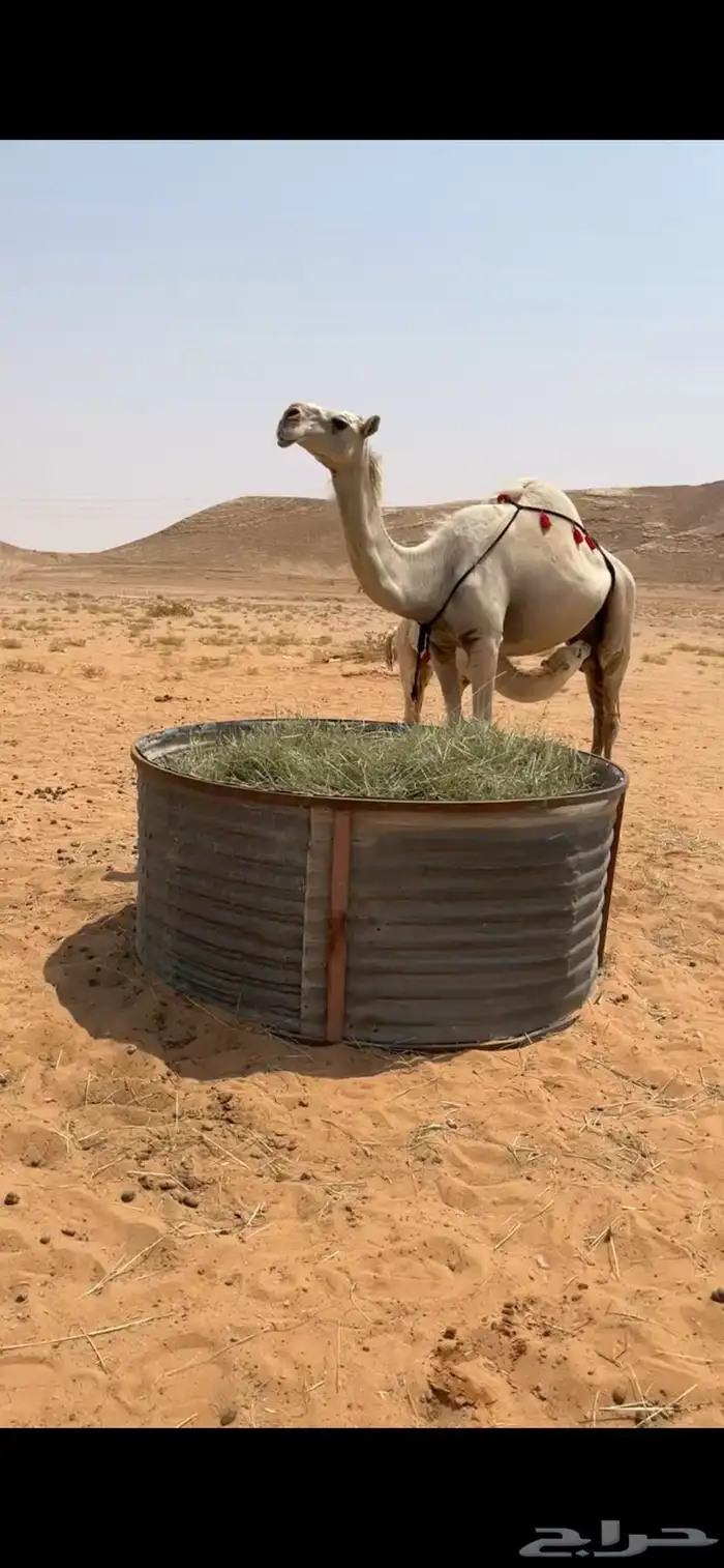 للبيع وضح عشاير كفو تحتها قعود وبكره العدد 2 وبكره باتليه 3