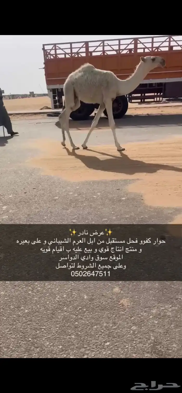 حوار كفوو جدا فحل مستقبل من ابل العرم الشيباني وعلى بعيره 0
