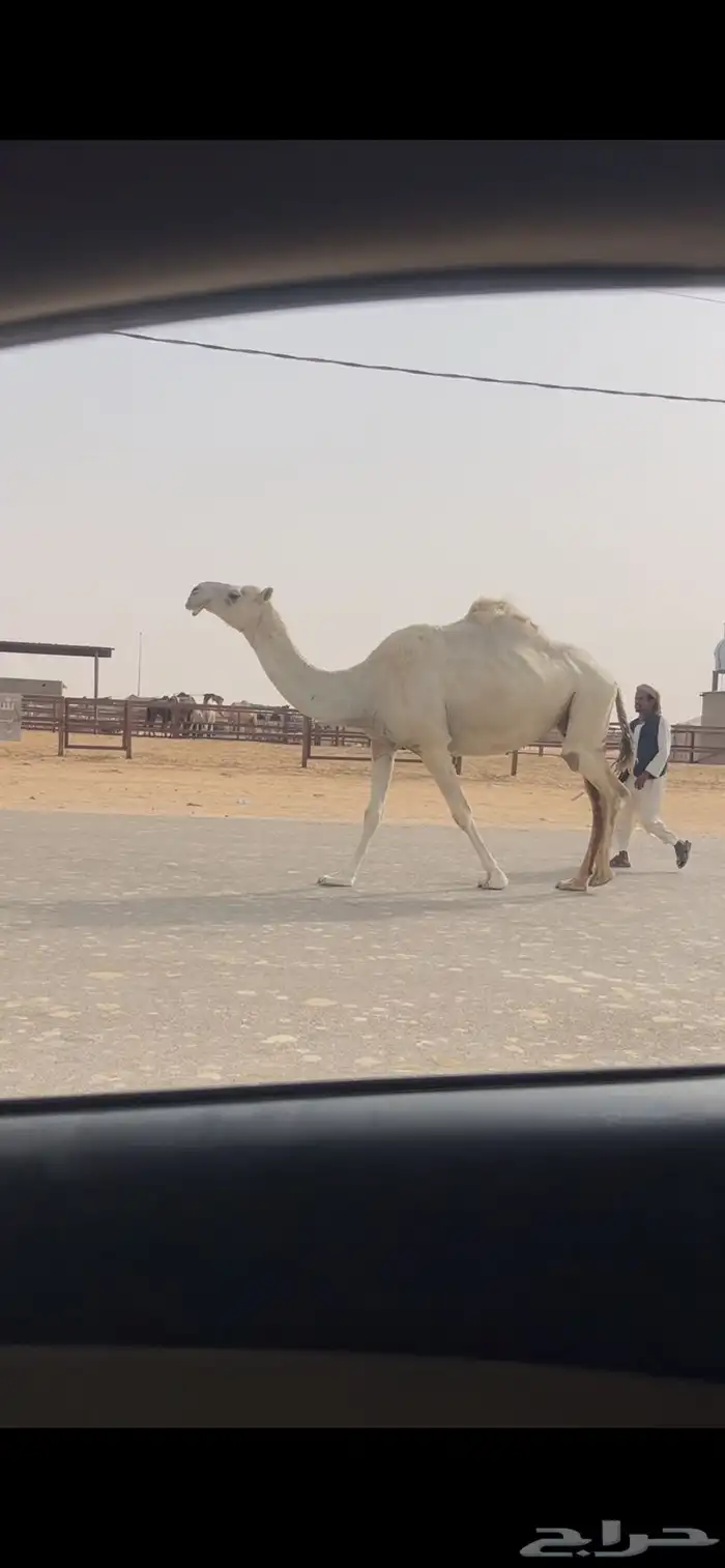 لقحه وضحا من ابل طيبه 0
