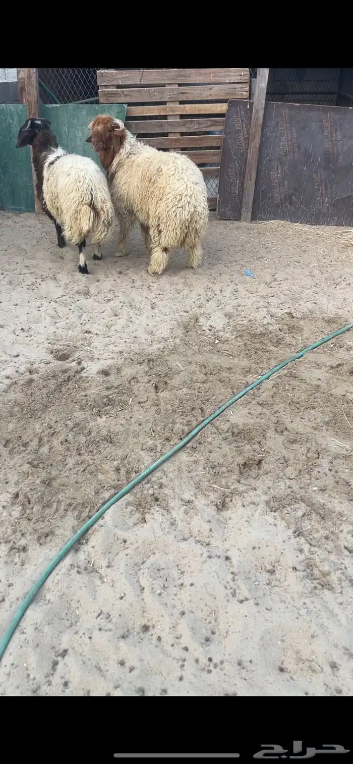نعيم جذعان فاخره 0