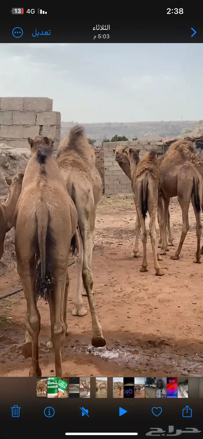 5حشوان كفو الموقع الواديين 0