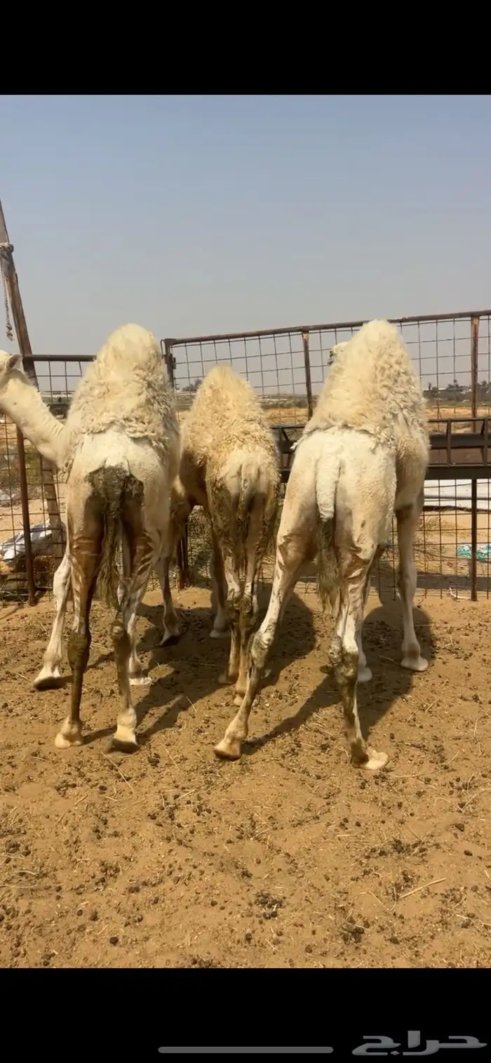 حشو - حيران فاخره - للمناسبات 8