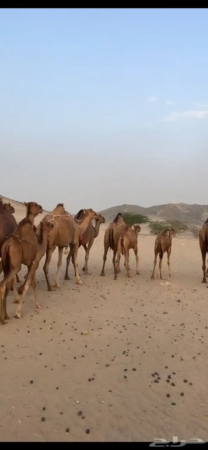 خلفات سواحل(( تم البيع )) 13