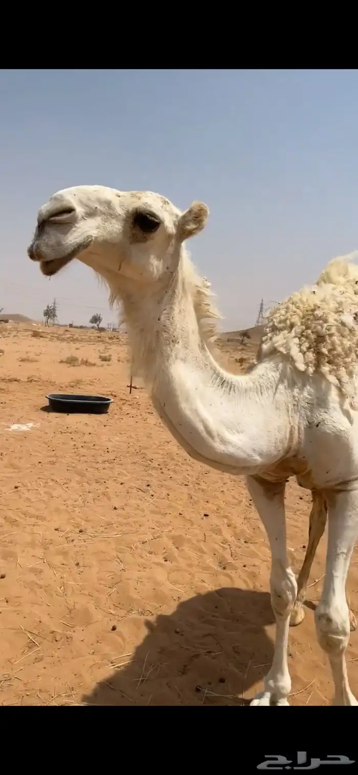 للبيع وضح عشاير كفو تحتها قعود وبكره العدد 2 وبكره باتليه 6