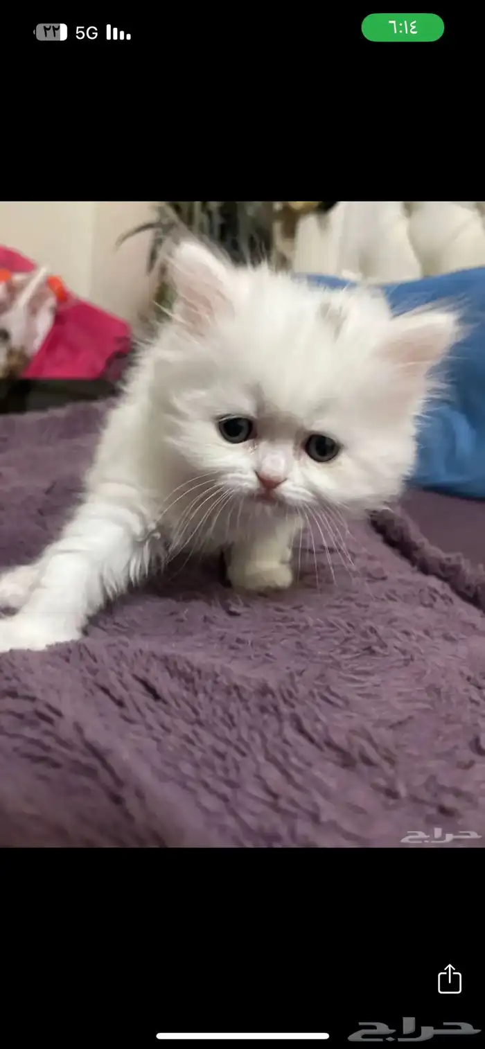 قطط شيرازي 0