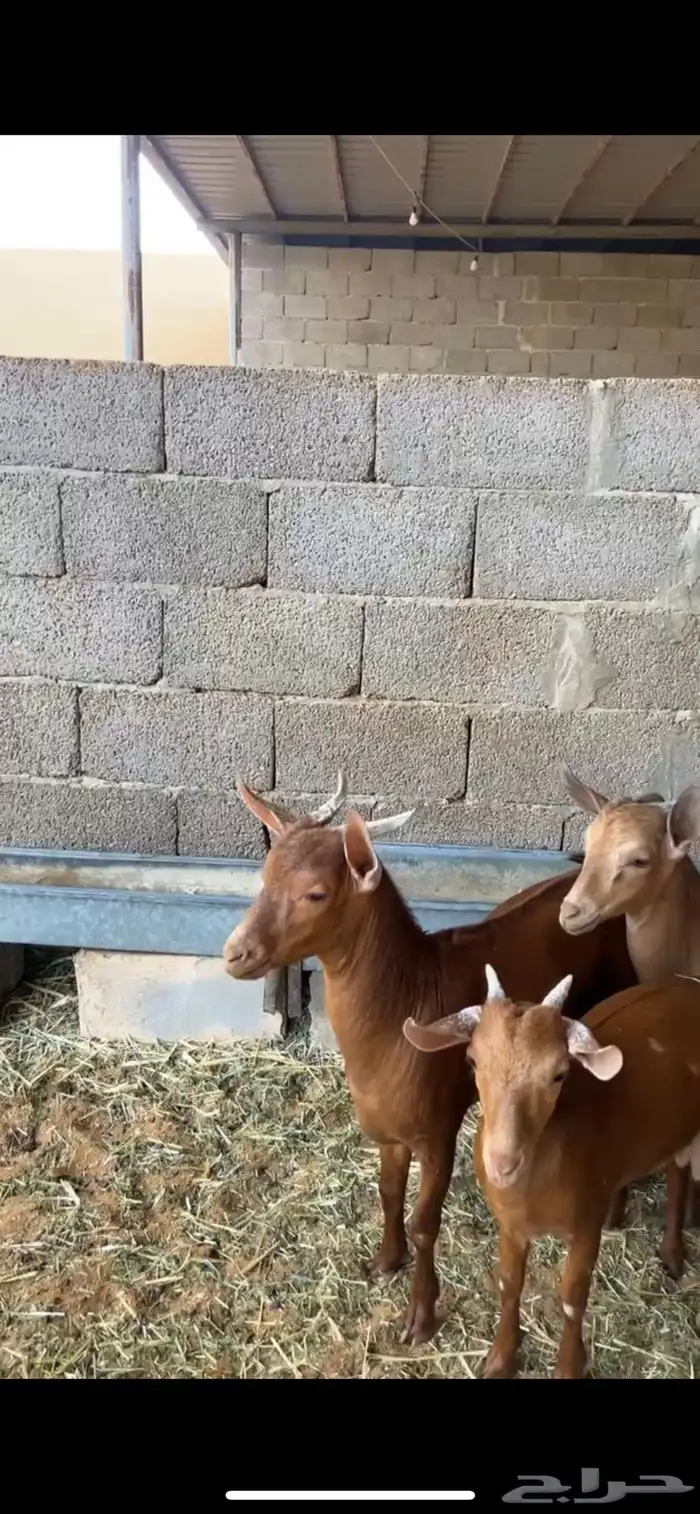 تيوس جنوبيه 4