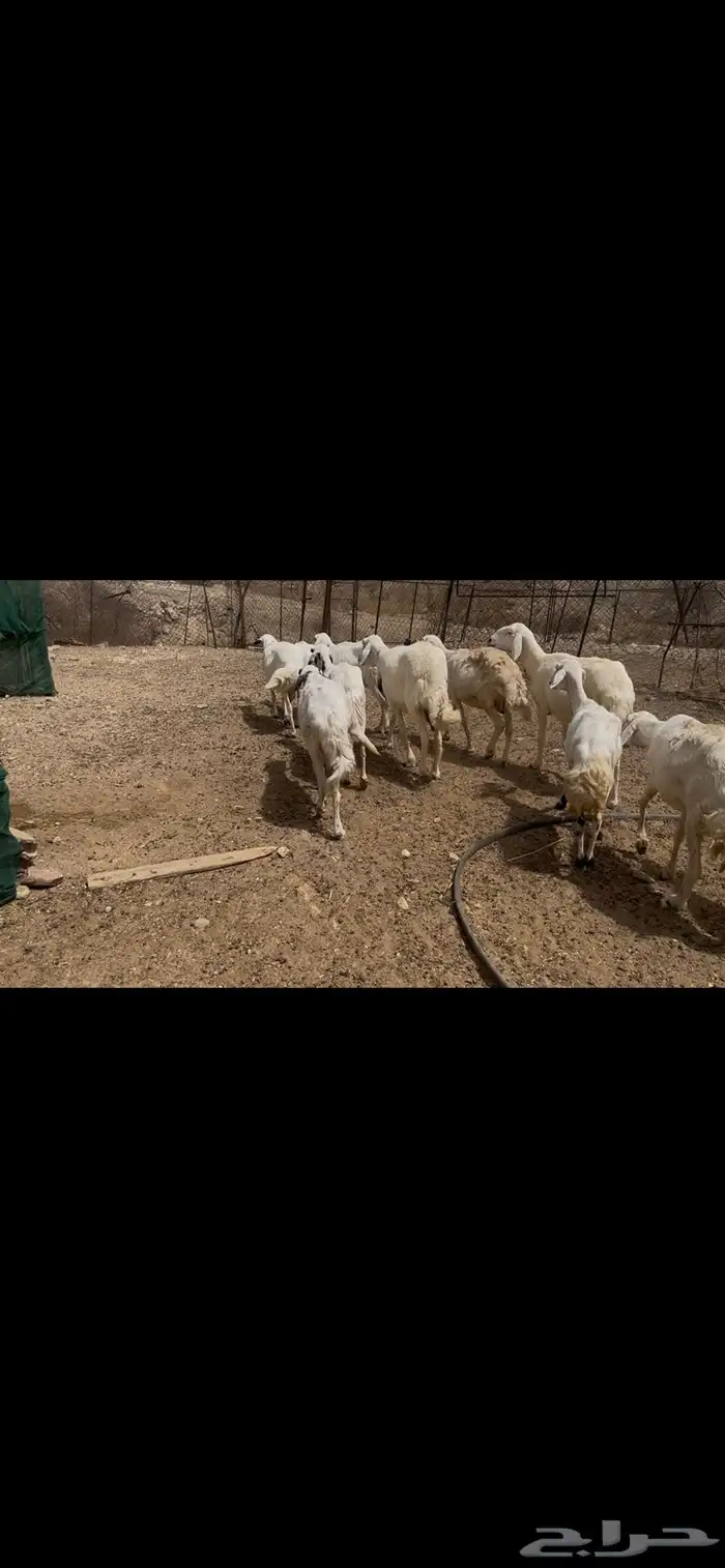 ضان مقاني للبيع 5
