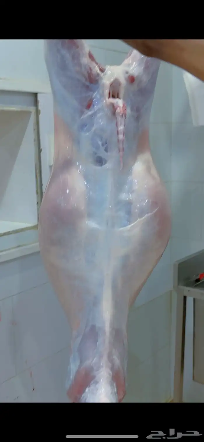 ذبائح ابو ترف نشرط النظافه 1