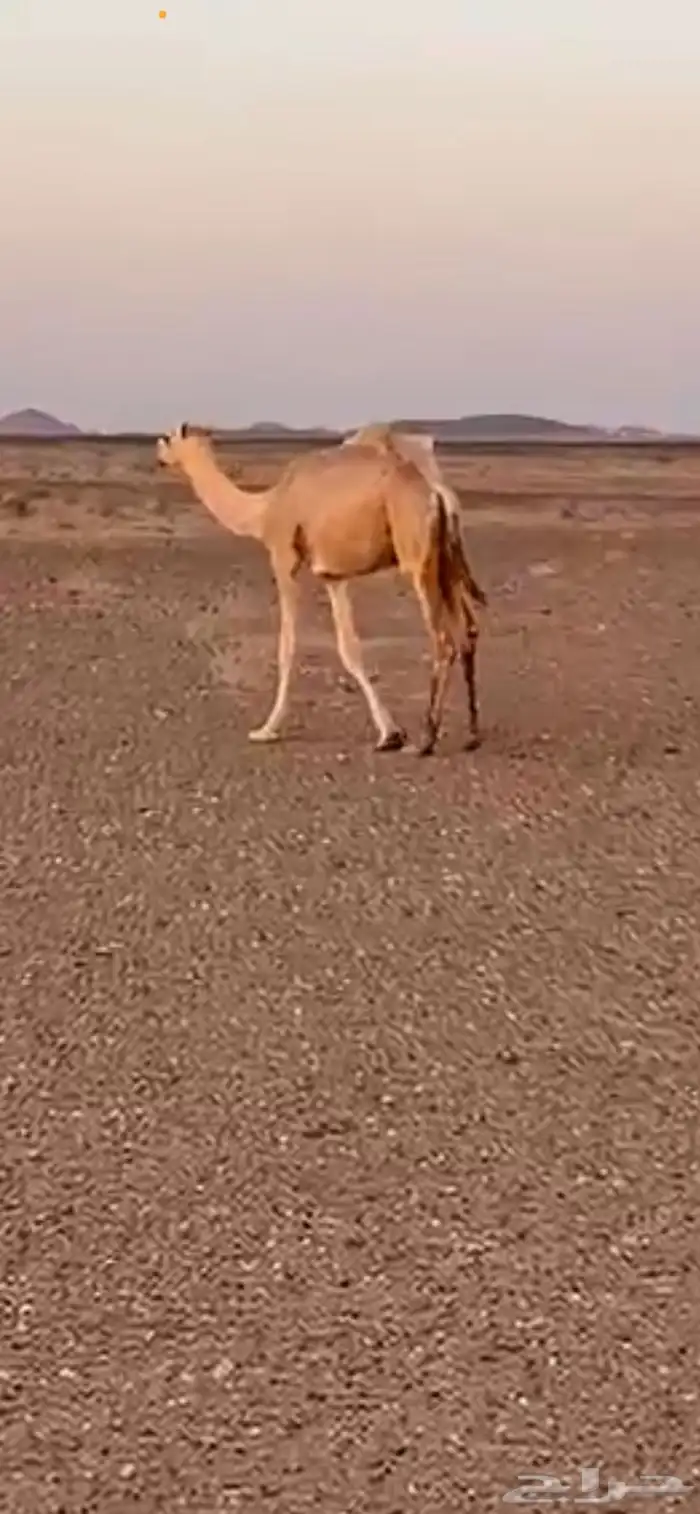 عفيف المعتاديه 0